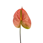 Anthurium Bicolor Pink Green (Stem)