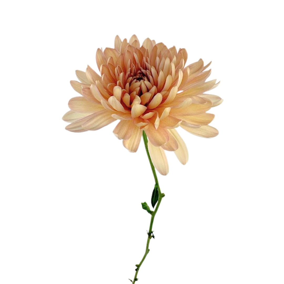 Chrysanthemum Cremone Peach (10 Stems)