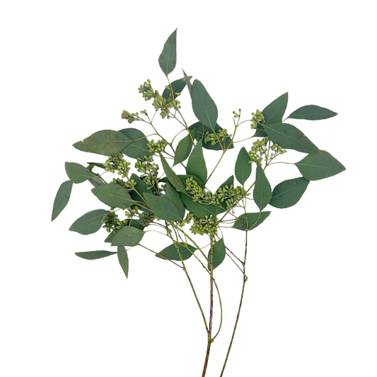 Eucalyptus Seeded (10 stems)