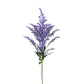 Solidago Tinted Lavender