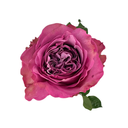 ROSE LAVENDER MOODY BLUES (25 STEM BUNCH)