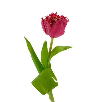 Tulip Frill Red (10 stem bunch)