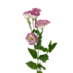 Lisianthus Bicolor White Pink