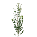 Eucalyptus Gunni (10 stems)