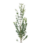 Eucalyptus Gunni (10 stem bunch)