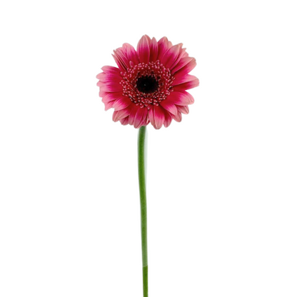 Mini Gerbera Bicolor Hot Pink Dark Center (10 stem bunch)