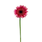 Mini Gerbera Bicolor Hot Pink Dark Center (10 stem bunch)