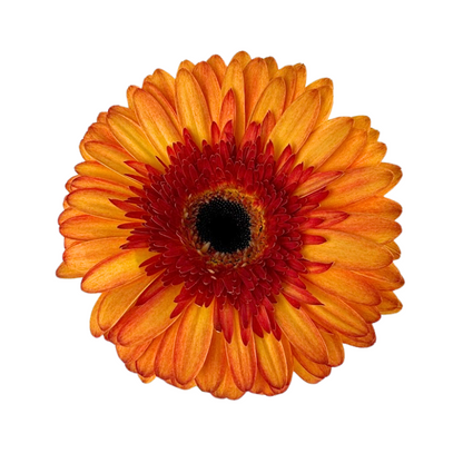 Gerbera Dark Center Bicolor Orange (10 stem bunch)