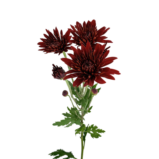 Pompom Cushion Red (7 stems)