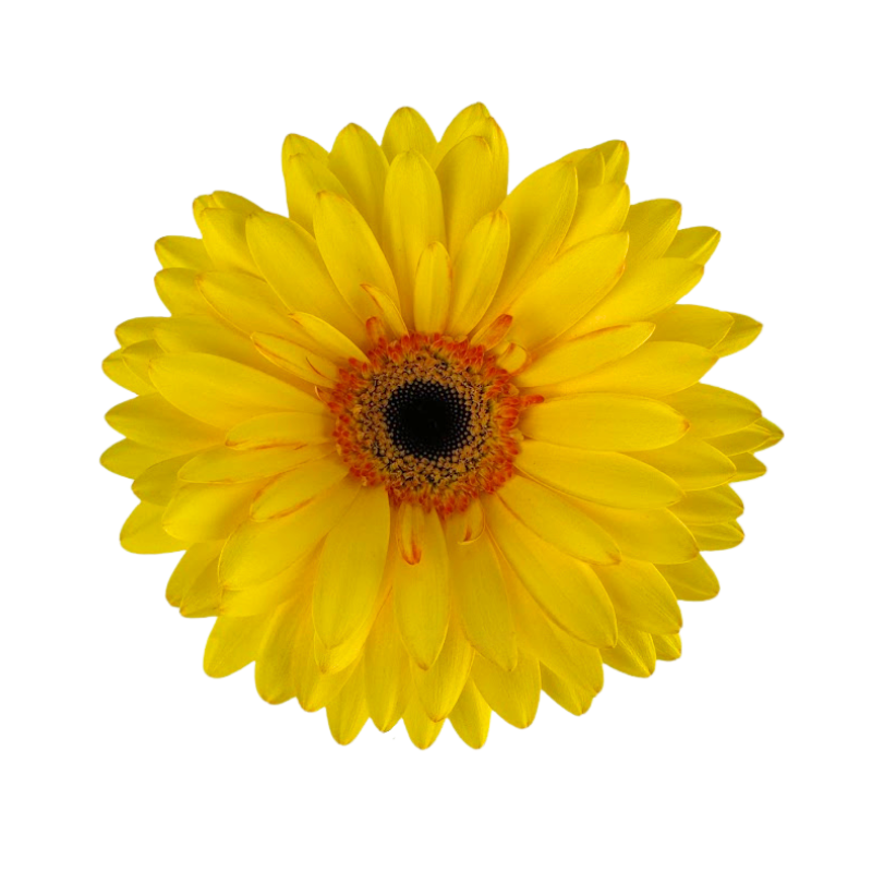Gerbera Dark Center Yellow (10 stems)