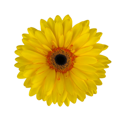 Gerbera Dark Center Yellow (10 stem bunch)