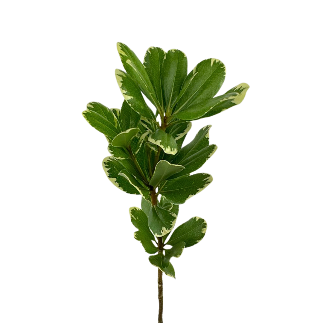 Pittosporum Variegated (10 stems)