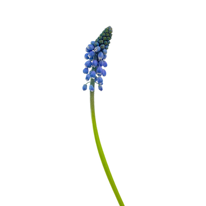 Muscari Blue (10 stem bunch)