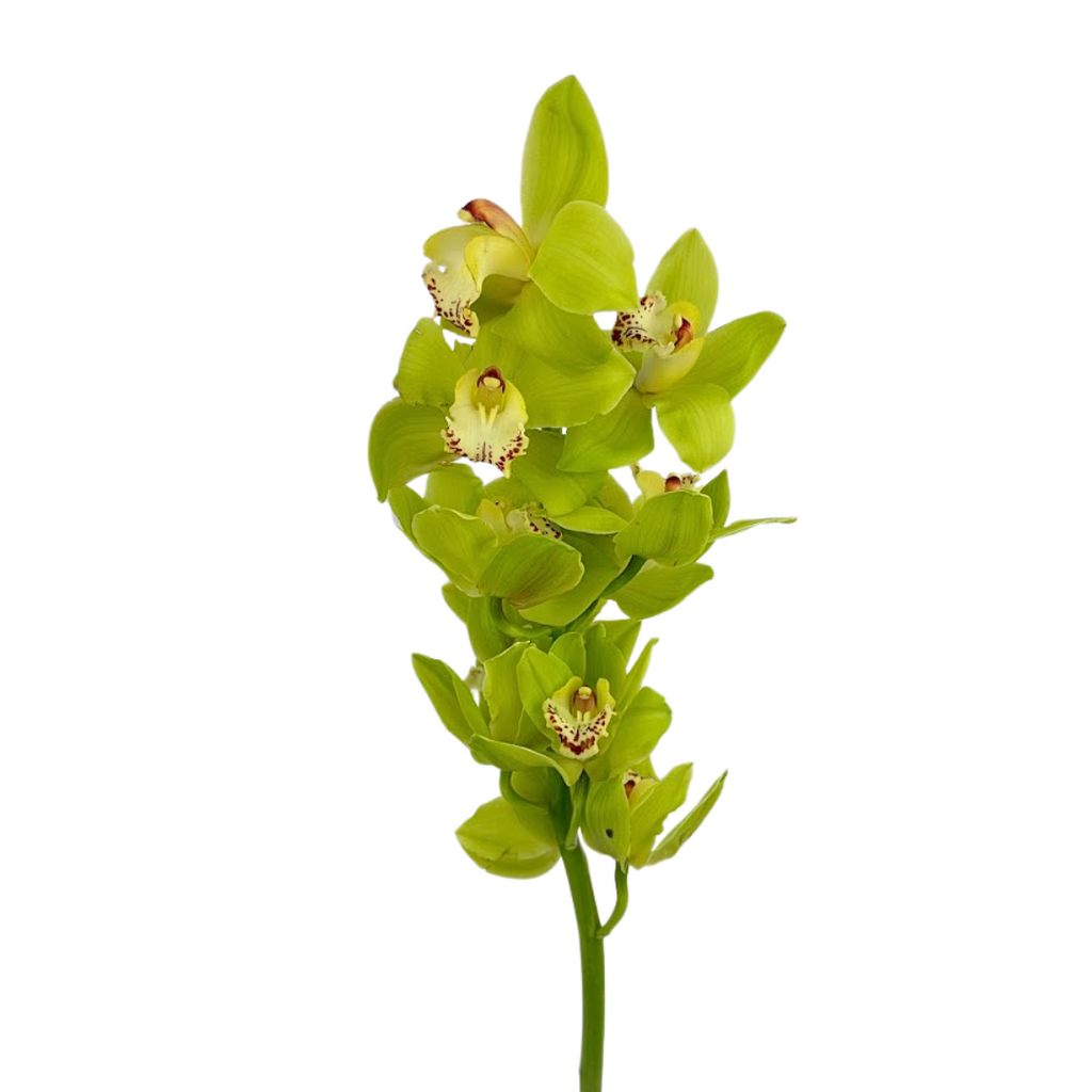 Orchid Cymbidium Green (Stem)