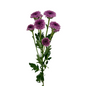 POM BUTTON PINK ROCK (7 STEM BUNCH)