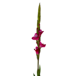 Gladiola Fuschia
