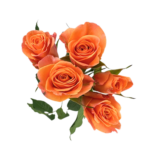 SPRAY ROSE ORANGE SAONA (10 STEM BUNCH)