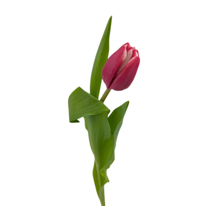 Tulip Bicolor Red (10 stem bunch)