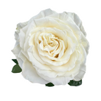 Rose White Playa Blanca (25 stems)