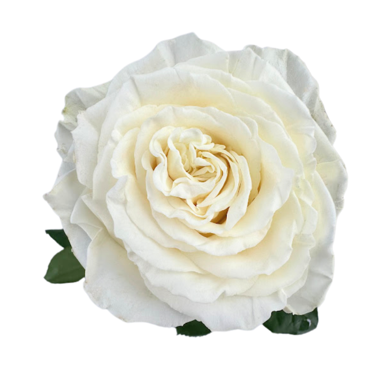 Rose White Playa Blanca (25 stems)
