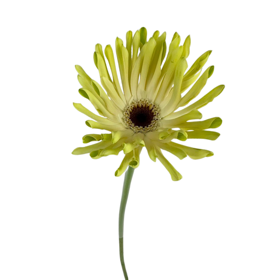 Gerbera Spider Green