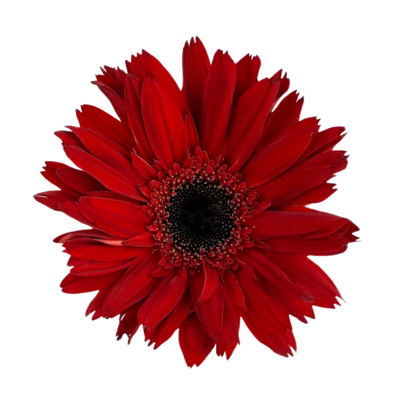 Gerbera Dark Center Red (10 stems)