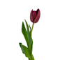 Tulip Double Plum (10 stem bunch)