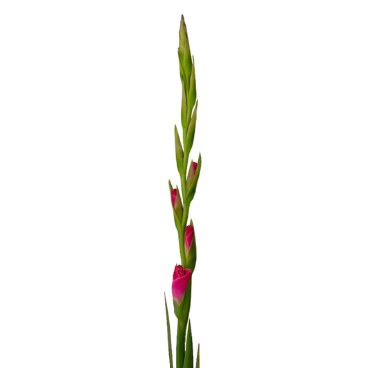 Gladiola Hot Pink (10 stems)