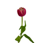 Tulip Double Peach Columbus (10 stem bunch)