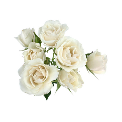 SPRAY ROSE CHAMPAGNE MAJOLIKA (10 STEM BUNCH)