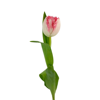 Tulip Frill Light Pink (10 stem bunch)