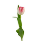 Tulip Frill Light Pink (10 stem bunch)