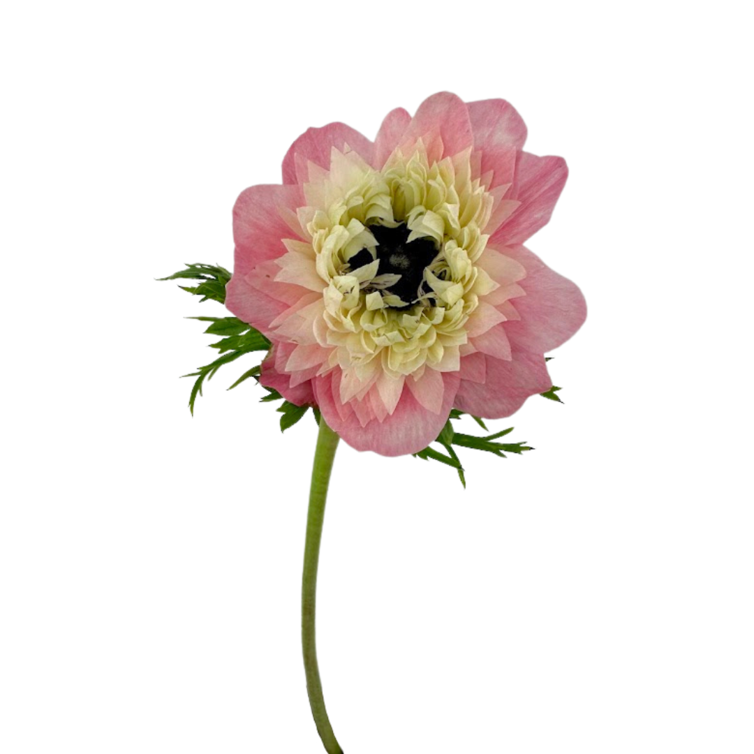 Anemone, Levante