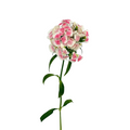 Dianthus Bicolor Light Pink