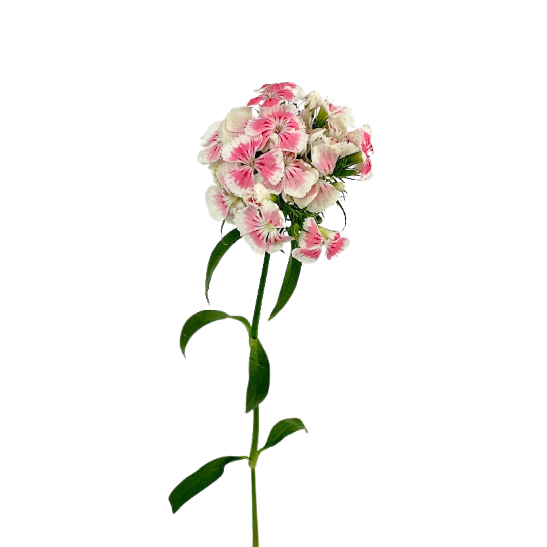Dianthus Bicolor Light Pink