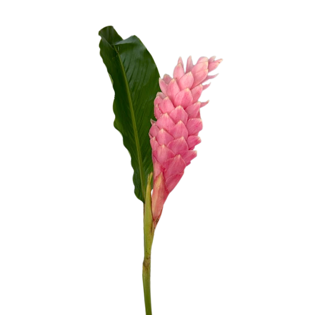 Ginger Pink (5 Stems)