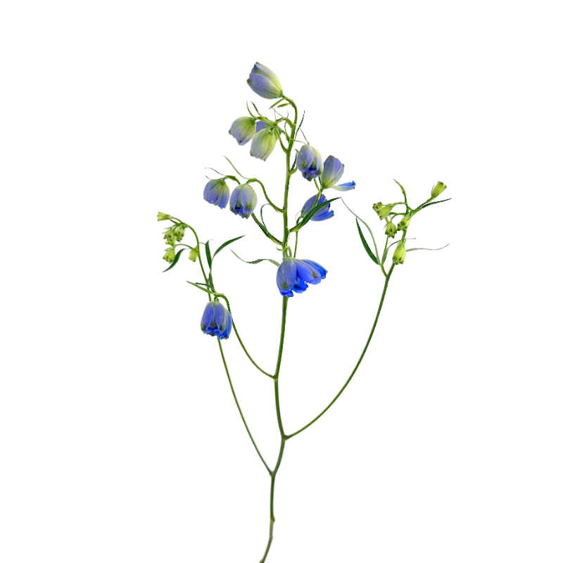 Delphinium Spray Dark Blue