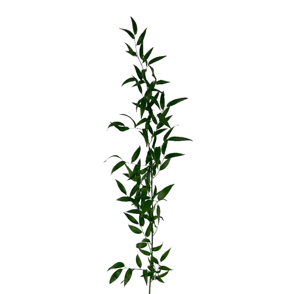 Ruscus Italian XXL (5 stems)
