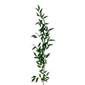 Ruscus Italian XXL (5 stems)