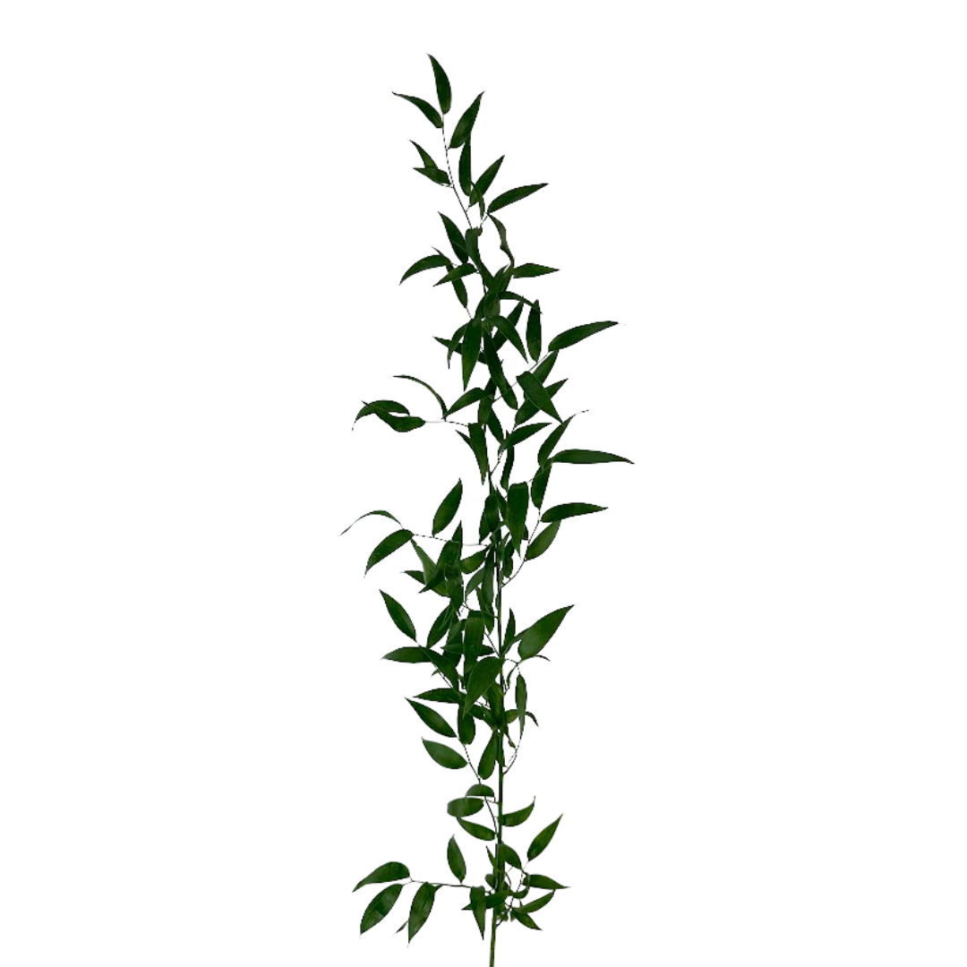 Ruscus Italian XXL (5 stems)
