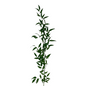 Ruscus Italian XXL (5 stem bunch)