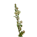 Spirea White