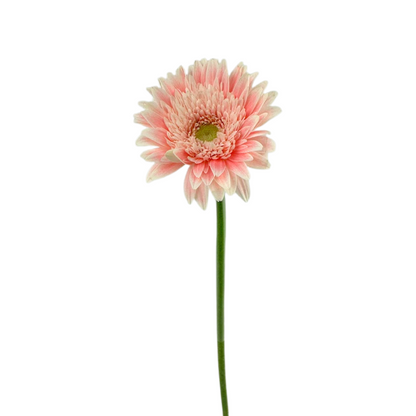 MINI GERBERA LIGHT PINK (10 STEM BUNCH)