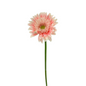 MINI GERBERA LIGHT PINK (10 STEM BUNCH)