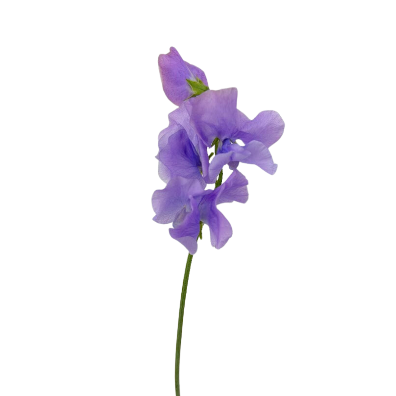 Sweet Pea Lavender (10 Stems)