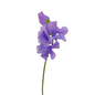 Sweet Pea Lavender (10 stem bunch)