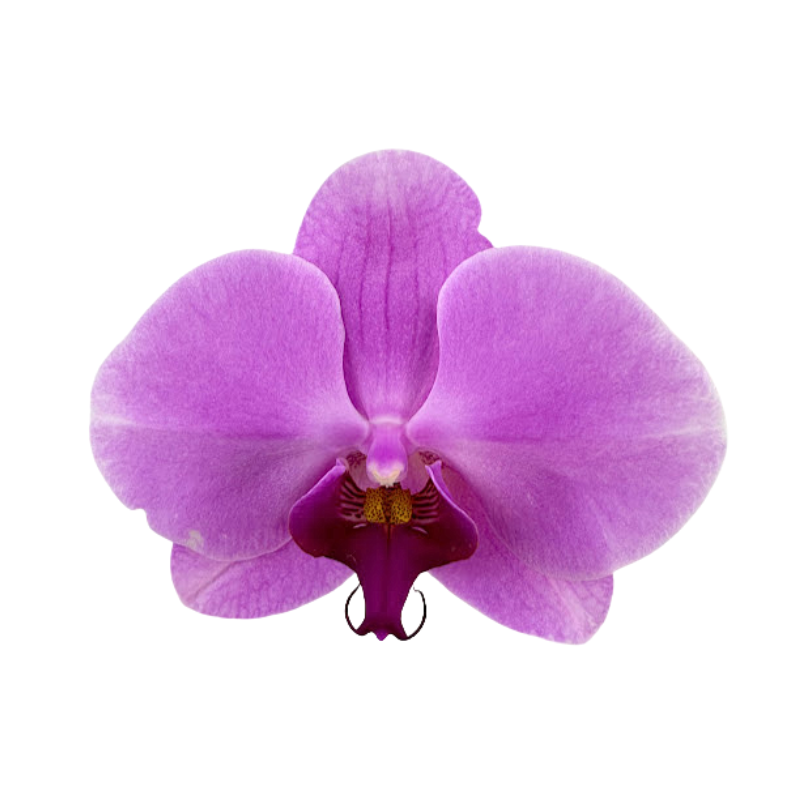 Orchid Phalaenopsis Plant Lavender
