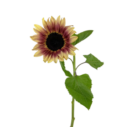 Sunflower Bicolor Burgundy (5 stem bunch)