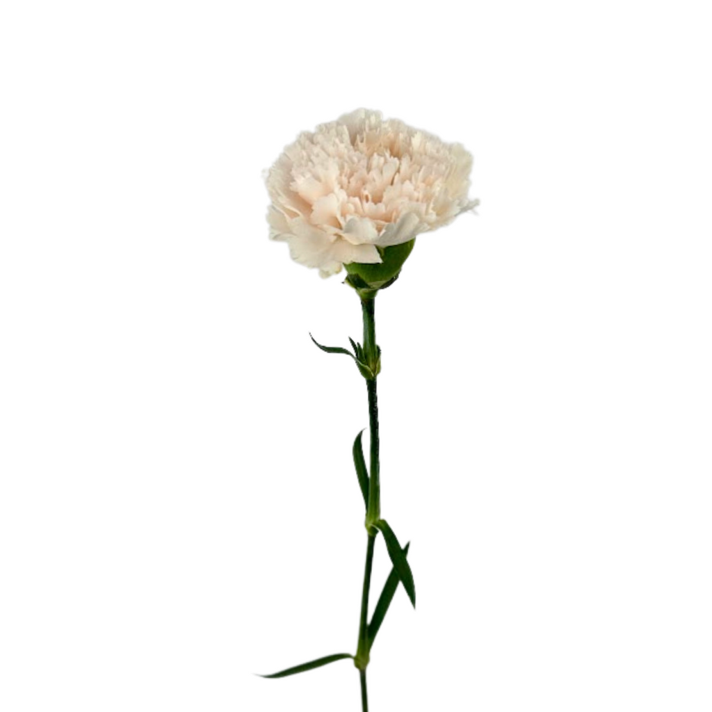 Carnation Blush (25 Stems)