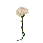 Carnation Blush (25 Stems)